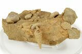Miniature Fossil Cluster (Ammonites, Brachiopods) - France #237058-2
